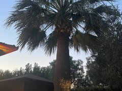 Casatorit caut amanta